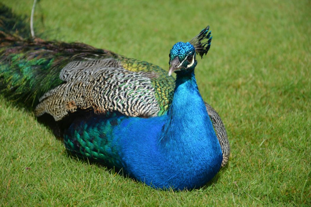 Scone Palace Peacocks