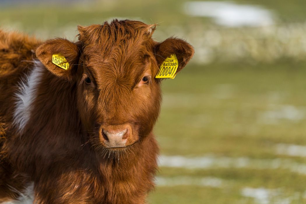 Errichel Shetland Cow