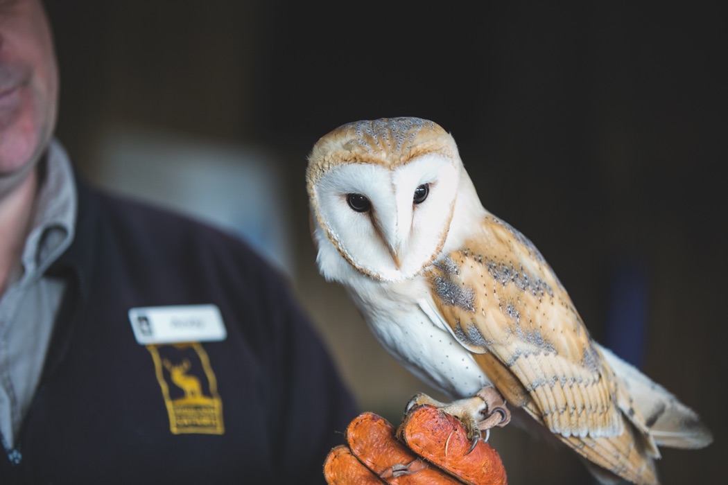 Barn Owl Encounter