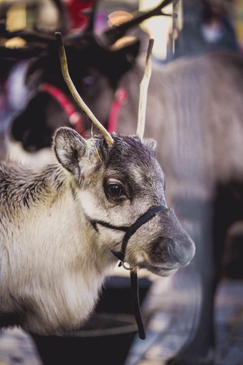 Santa's Grotto