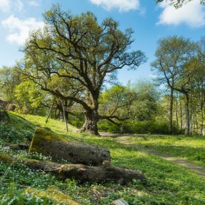 Birnam Oak