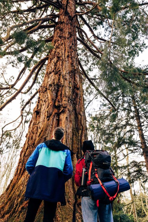 Walking In The Trees