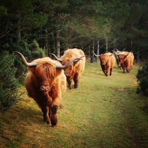 Bowland Trails