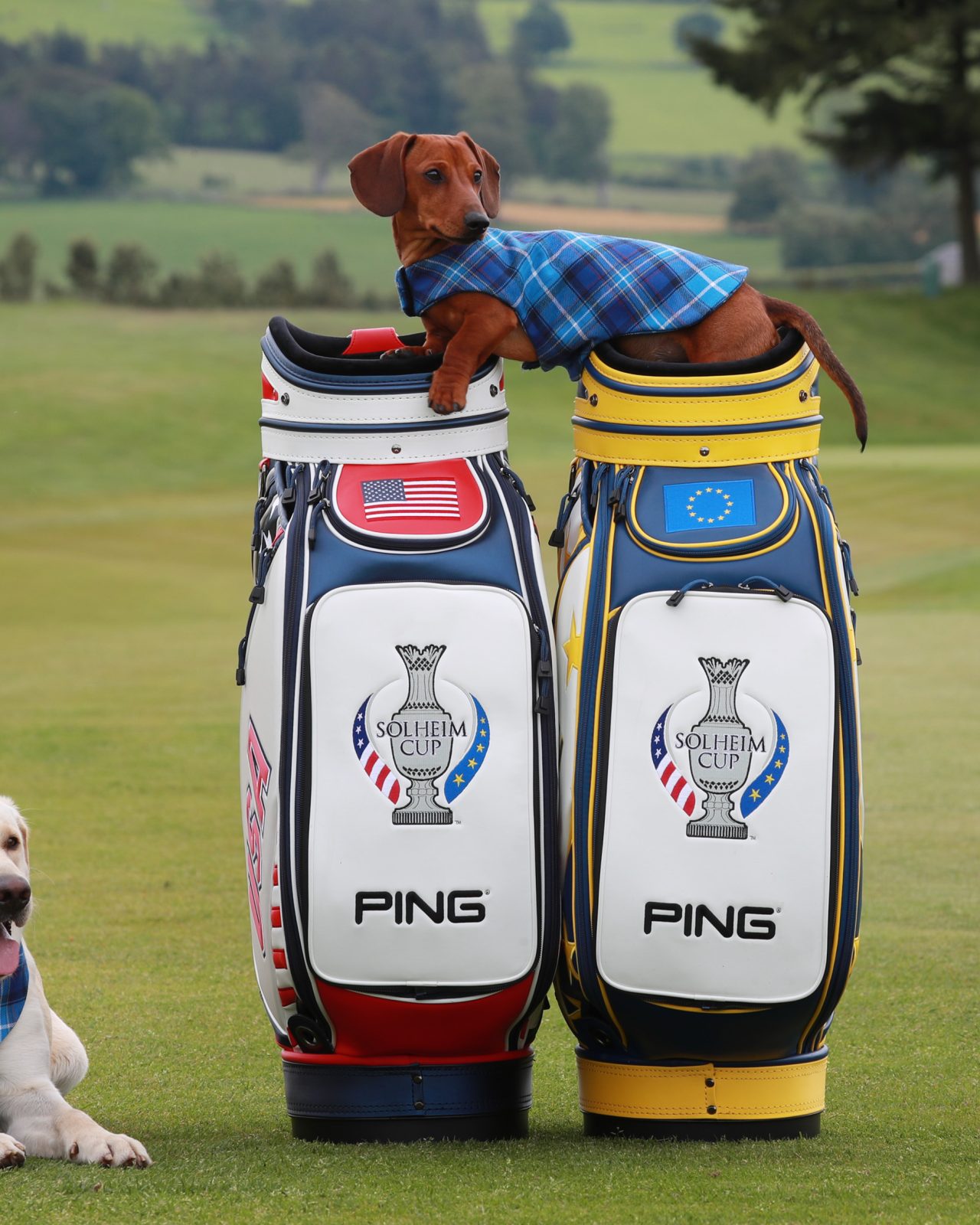 A Labrador and a Dachshund wearing blue plaid scarves pose with two Solheim Cup golf bags on a golf course.