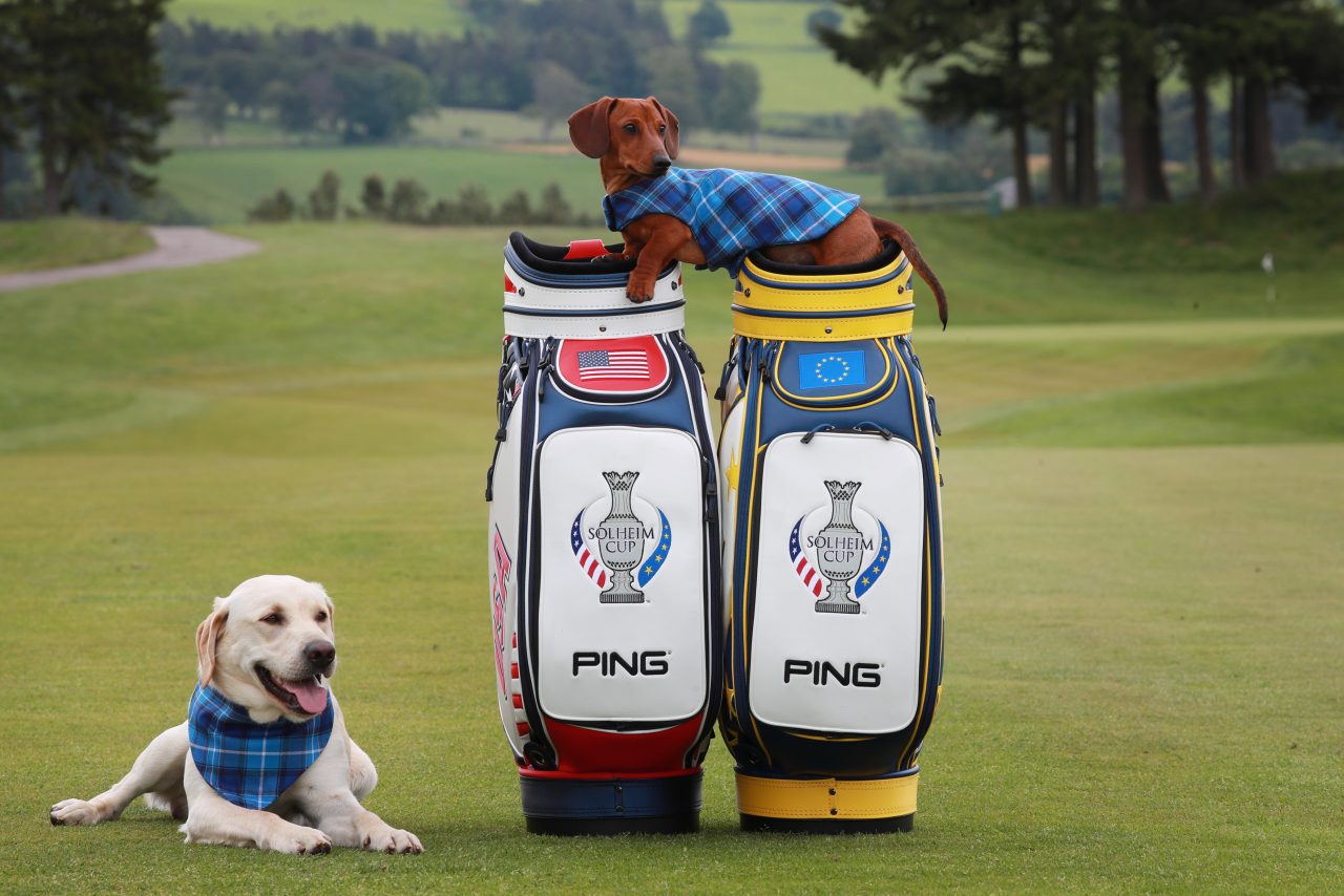 A Labrador and a Dachshund wearing blue plaid scarves pose with two Solheim Cup golf bags on a golf course.