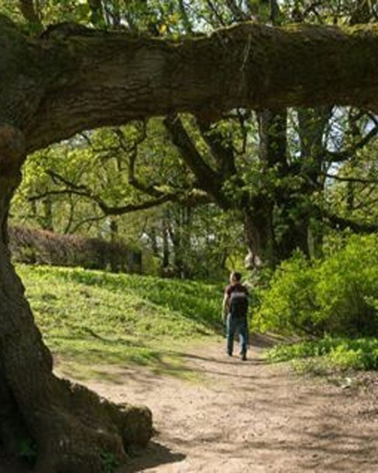 A very large oak tree, with a long branch extending over the top of the image. Underneath the tree there is a man.
