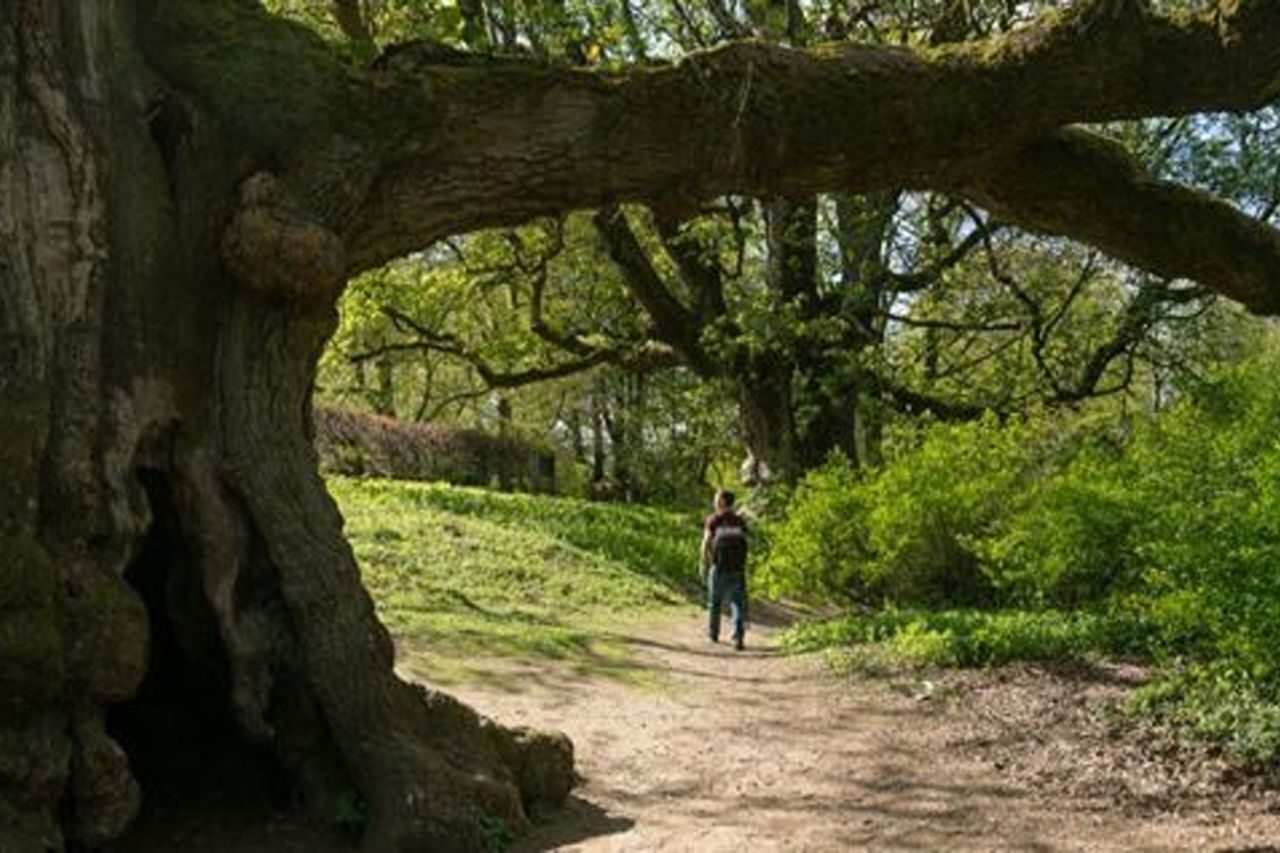 A very large oak tree, with a long branch extending over the top of the image. Underneath the tree there is a man.