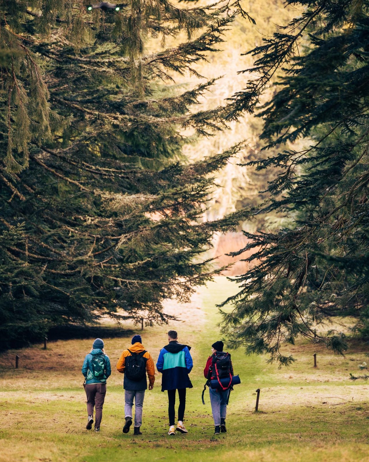 Four people wearing walking clothes facing away from the camera walking underneath big trees.