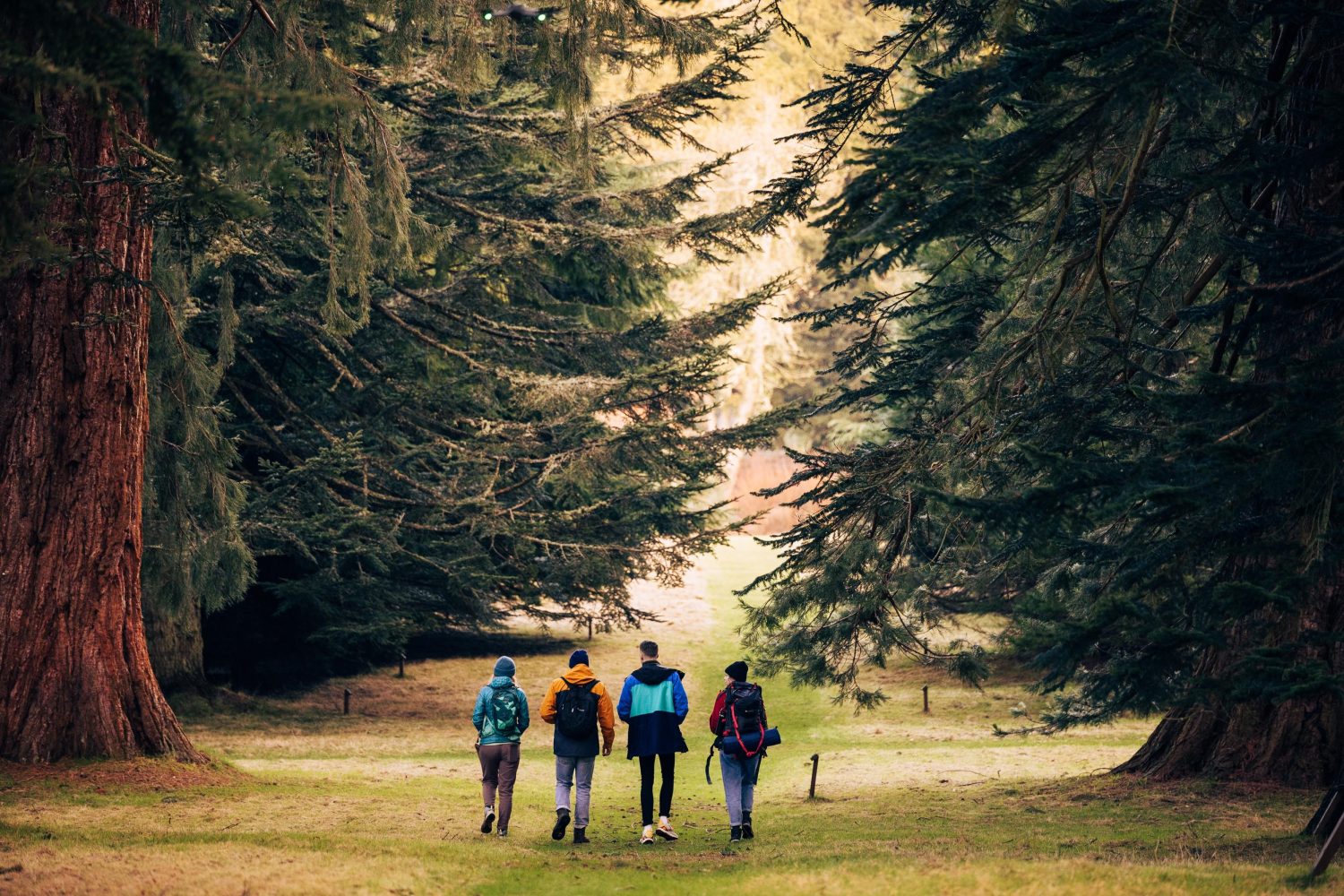 Four people wearing walking clothes facing away from the camera walking underneath big trees.