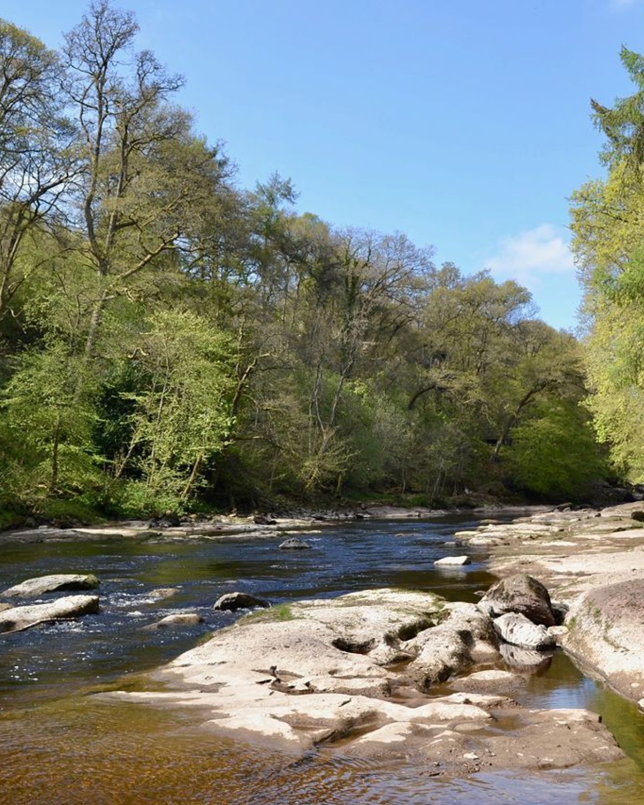A river lined by green trees, below a blue sky