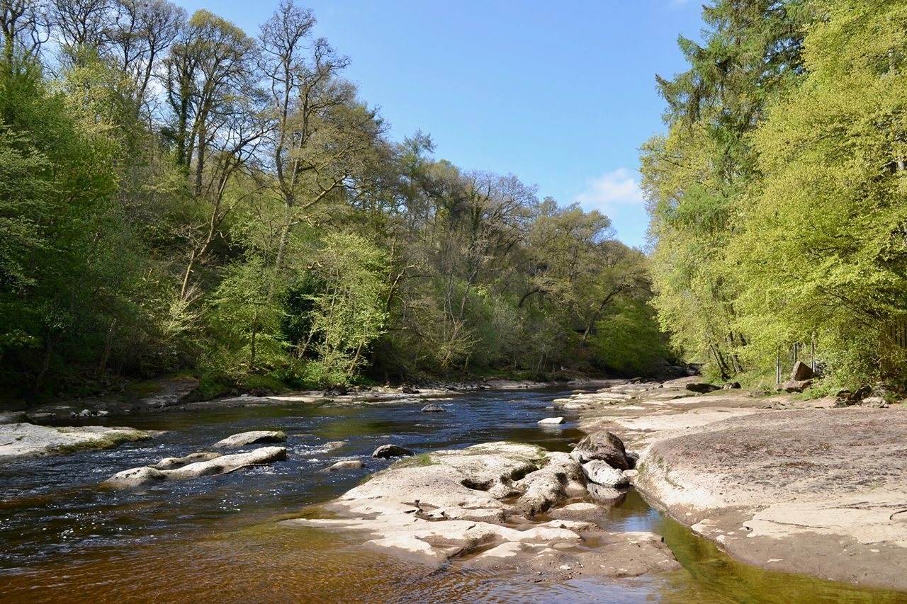 A river lined by green trees, below a blue sky