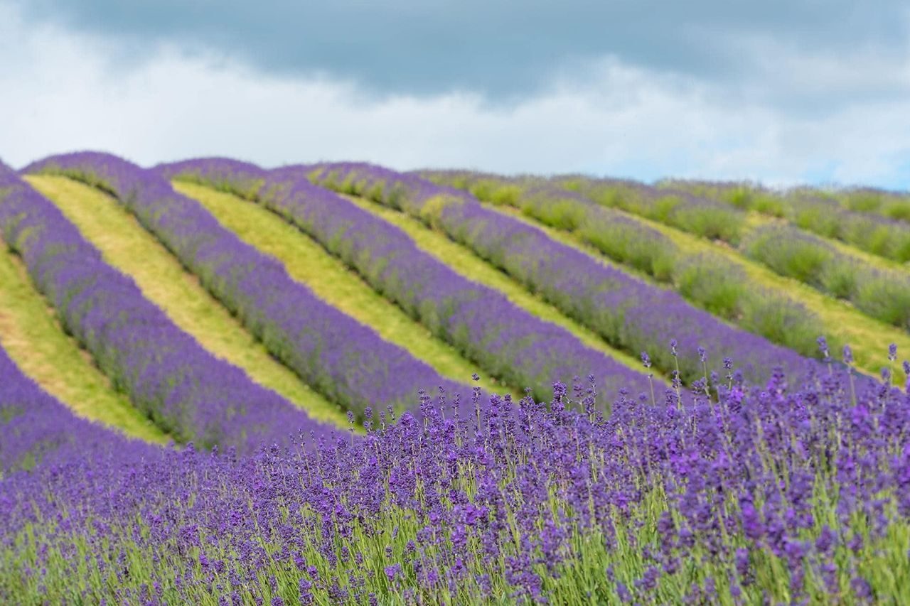 Hillside field with rows of purple lavender under blue sky