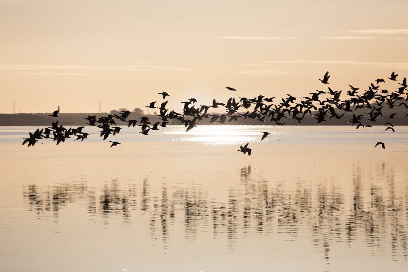 A flock of birds flying over a calm body of water during sunset, with reflections visible on the surface.