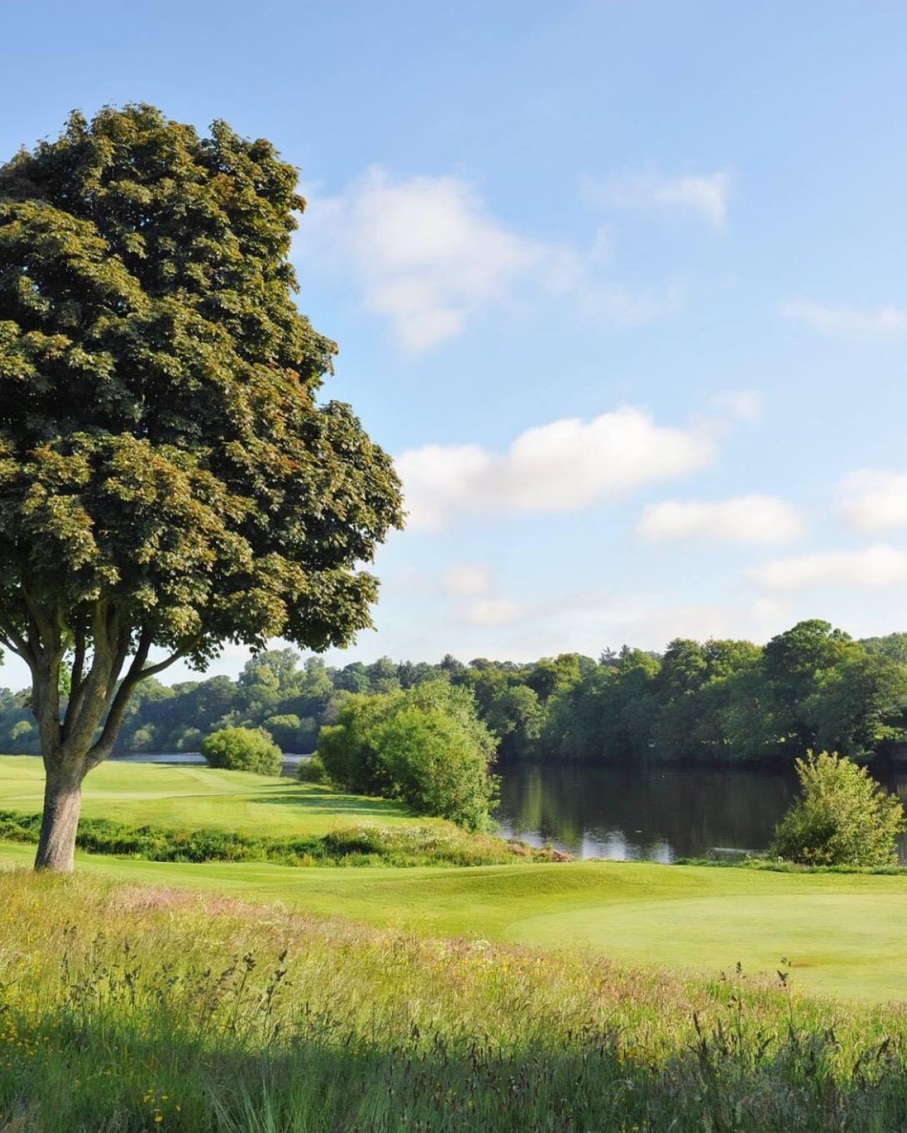 Large trees sitting on the grassy banks of the River Tay in Perth