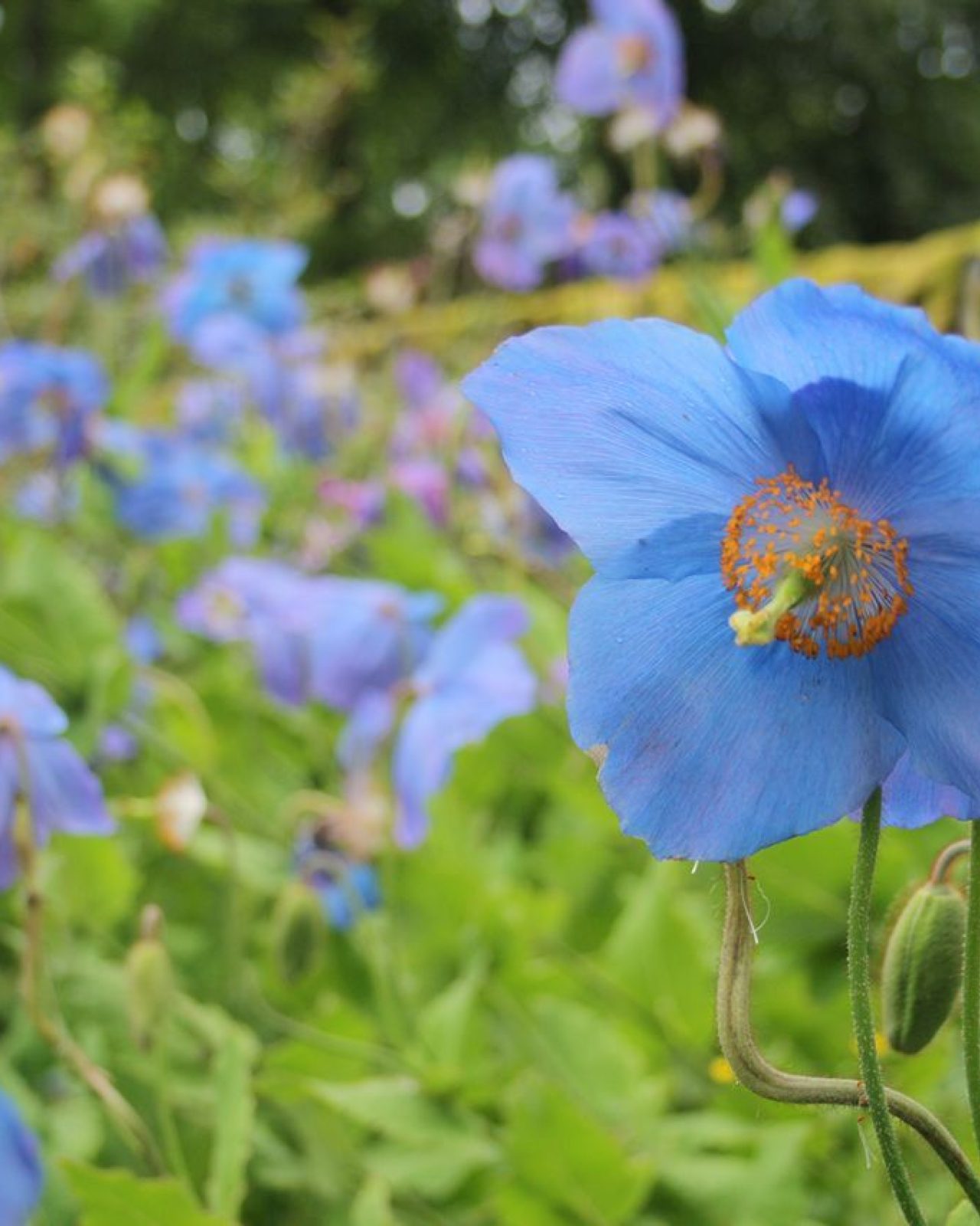 Meconopsis 6193 1