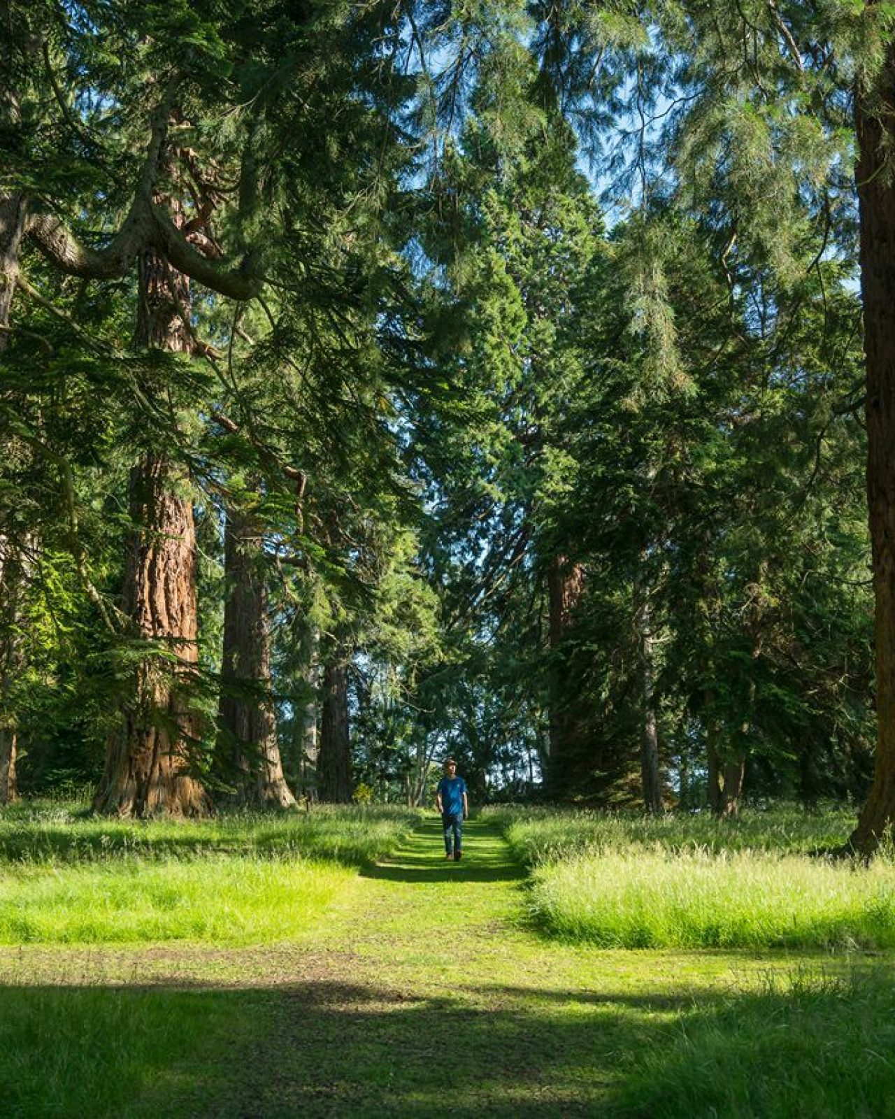 Man walking on a sunny day under large green trees at Scone Palace