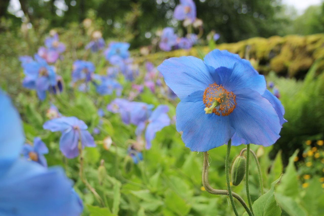 Meconopsis 6193 1