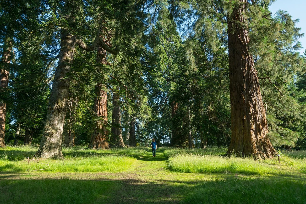 Man walking on a sunny day under large green trees at Scone Palace