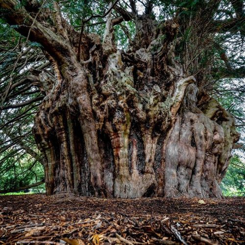 A large round tree