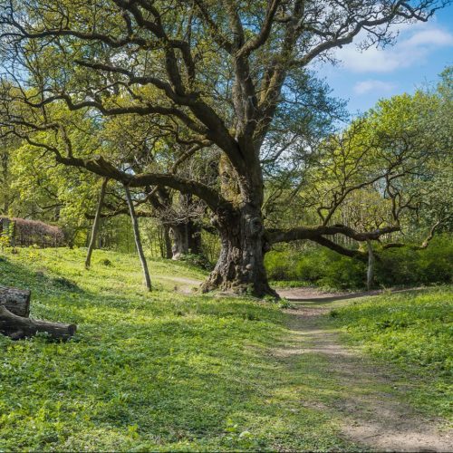 Forest path on a sunny day with a large old Oak tree that has wooden supports, Birnam Oak near Dunkeld, Scotland