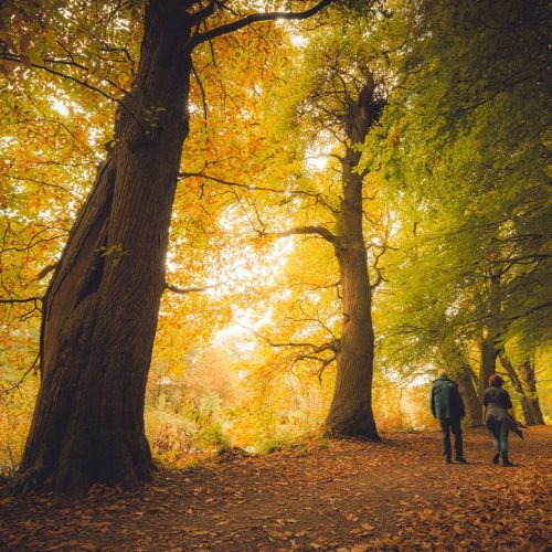 Sun shining through a forest with large autumnal trees and a couple walking up the forest track.