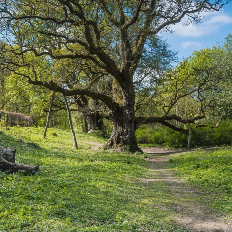 Forest path on a sunny day with a large old Oak tree that has wooden supports, Birnam Oak near Dunkeld, Scotland