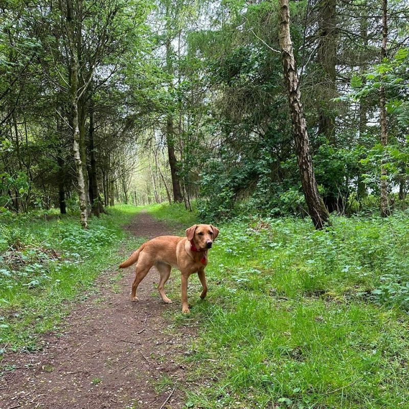 A beige dog  on a forest path surround by trees