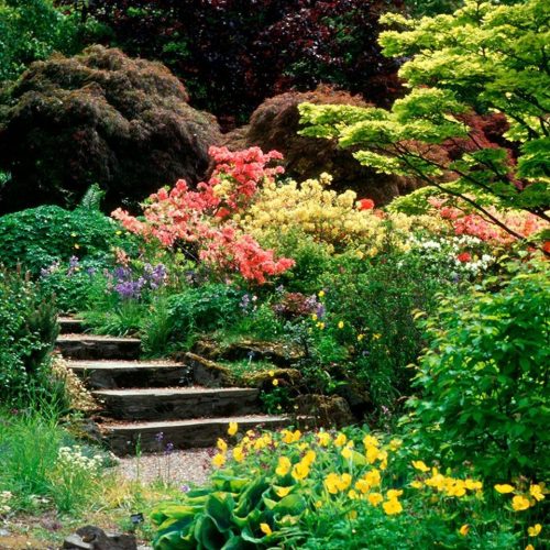 Lots of brightly coloured shrubs and flowers beside stone steps