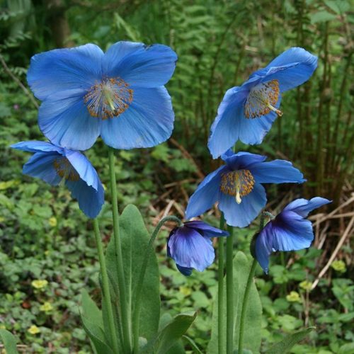 6 blue poppies surrounded by green foliage at Cluny House gardens
