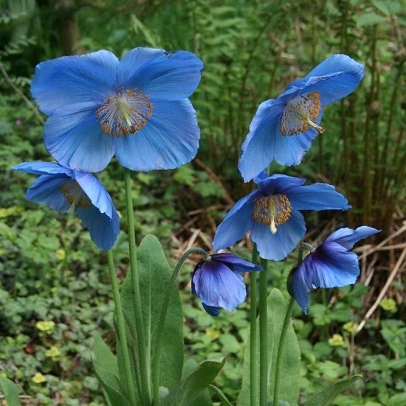 6 blue poppies surrounded by green foliage at Cluny House gardens