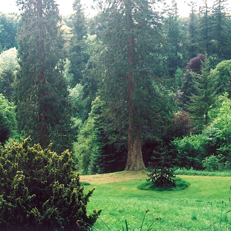 Large green trees and bushes at Glenericht House Garden