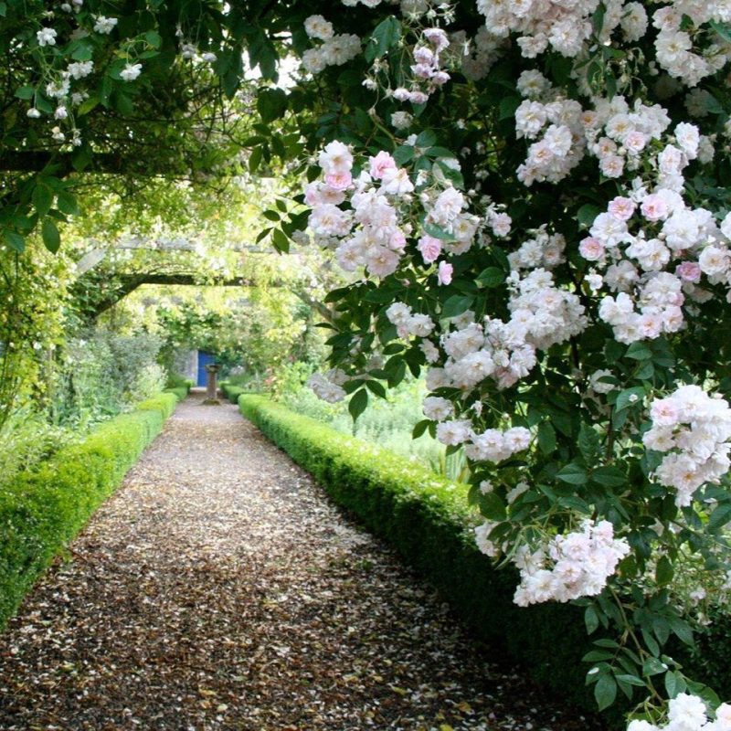 Gravel pathway under cover of white hanging flowers leading to a cobalt blue painted door.