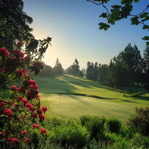 Hilly green fairway with red flowers to left , golf flag in middle, green trees in distance under a sunny blue sky