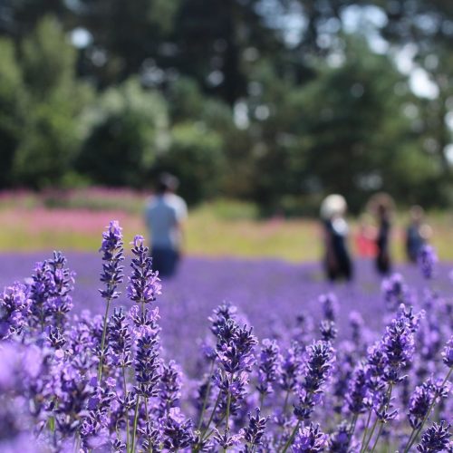 Field of purple lavender  with four people in distance and trees on a sunny day.