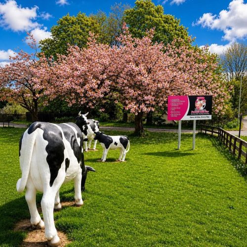 Three life sized plastic black and white cows, on green grass beside, pink cherry trees in full bloom on a sunny day with blue skies , sign for The Famous Powmill Milk Bar.