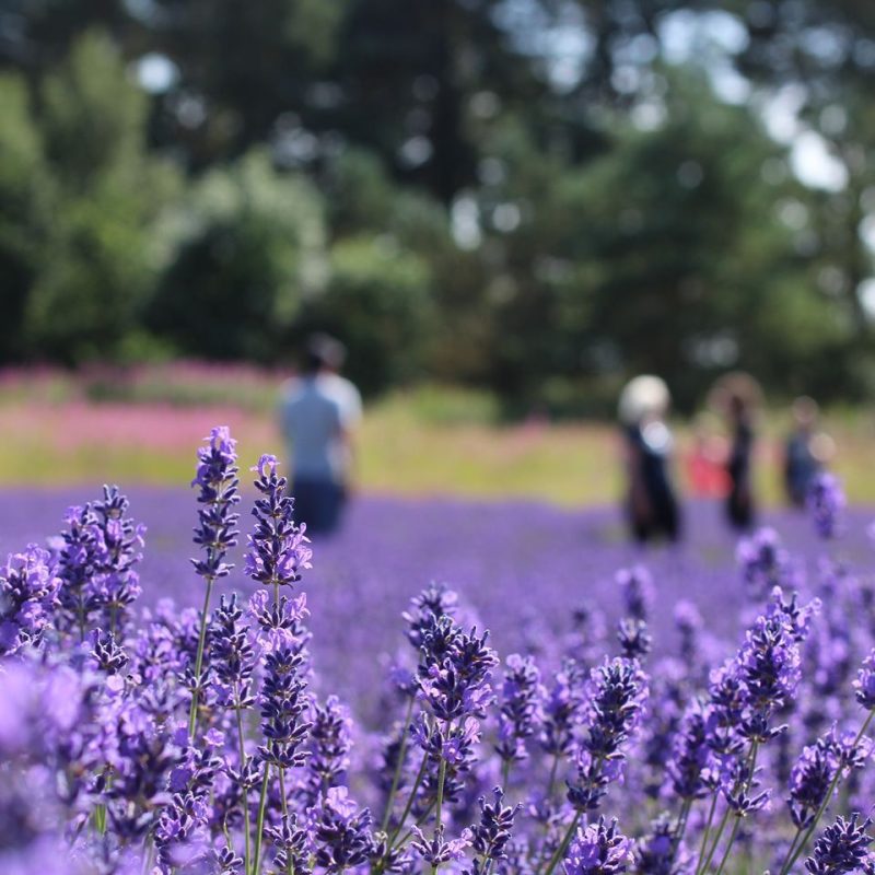 Field of purple lavender  with four people in distance and trees on a sunny day.