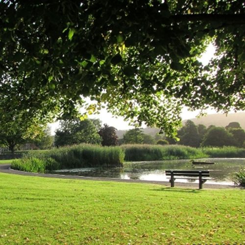 Green grass, with hanging green tree, wooden bench in front of a large pond, with shrubs and tress in distance.