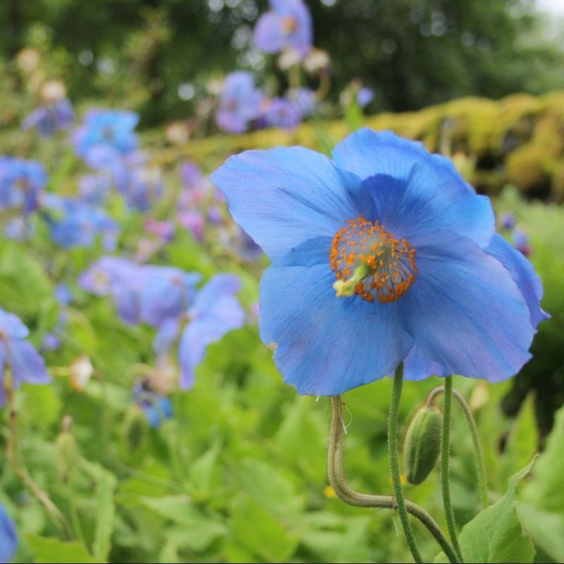 Blue  poppy in foreground on a sunny day with more blue poppies behind