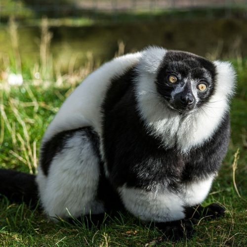Black and white lemur sitting on green grass at Auchingarrich
