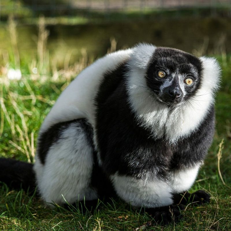 Black and white lemur sitting on green grass at Auchingarrich
