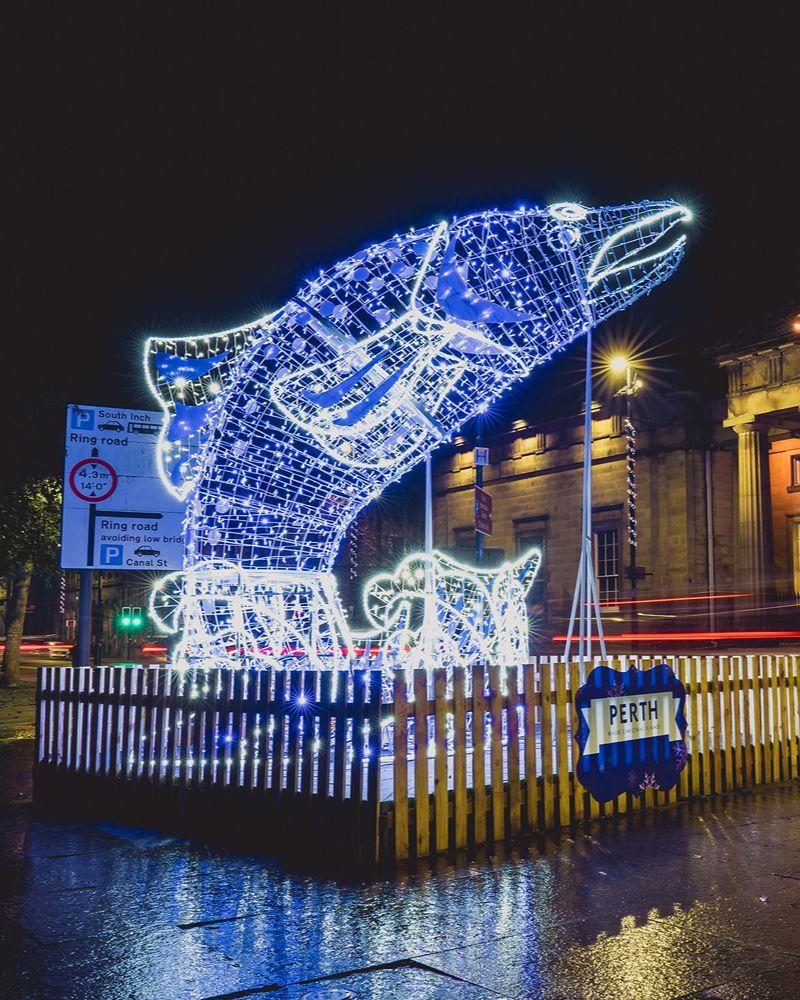 Giant lit up blue, leaping salmon light sculpture at night  in Perth