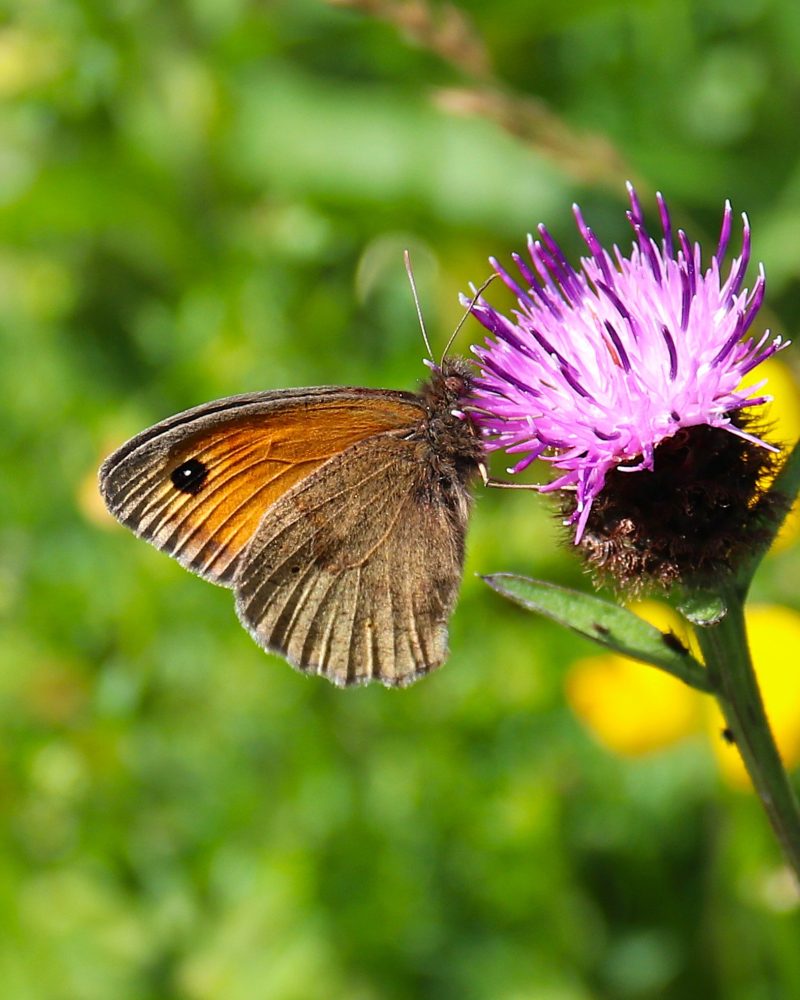Butterfly Explorer Trail RSPB Loch Leven