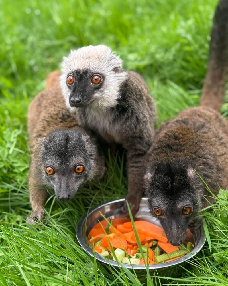 3 lemers eating vegtables from a silver bowl