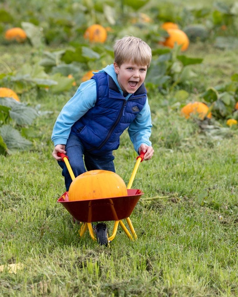 AK pumpkins 1