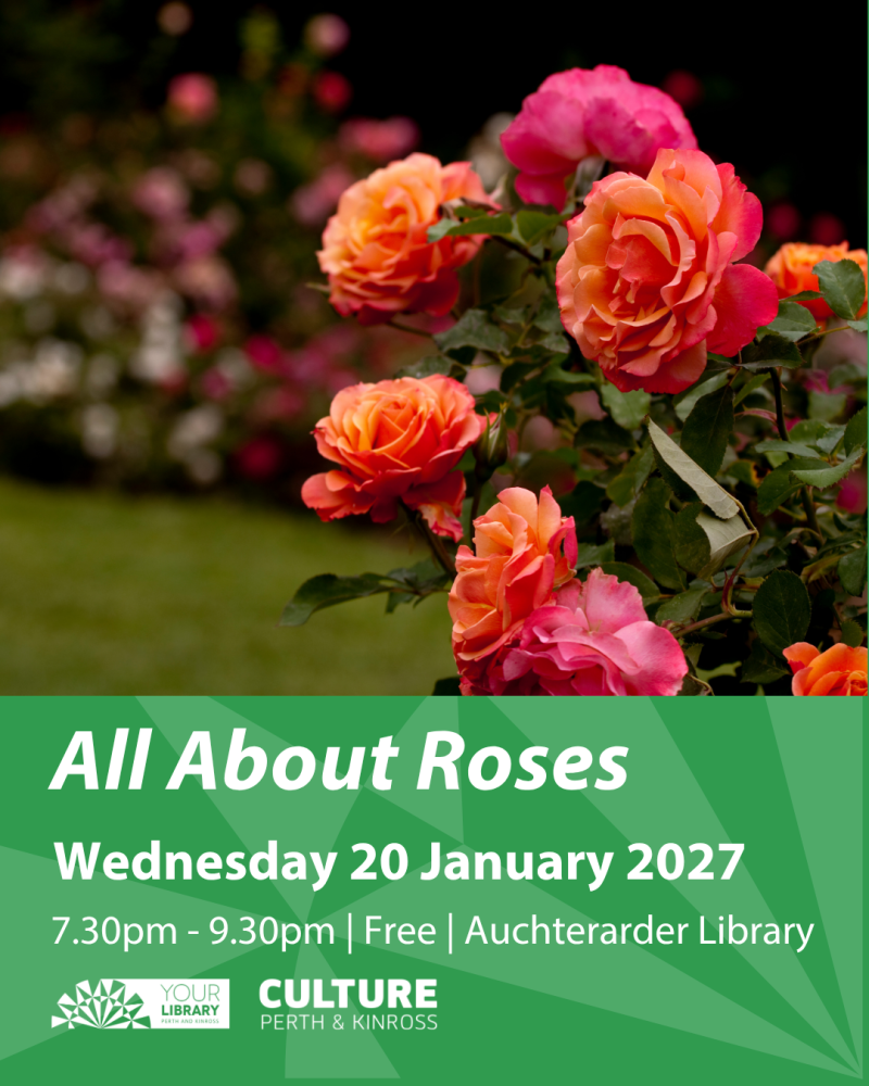 All About Roses Instagram 45