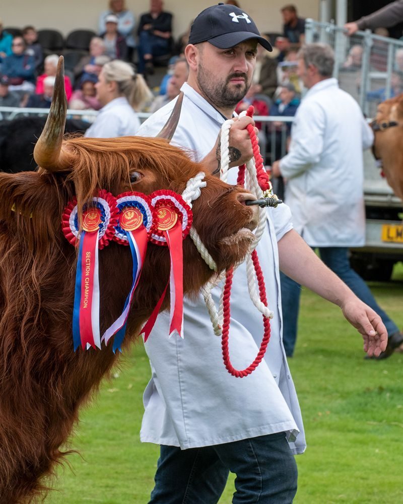 Perth Show Highland Cows