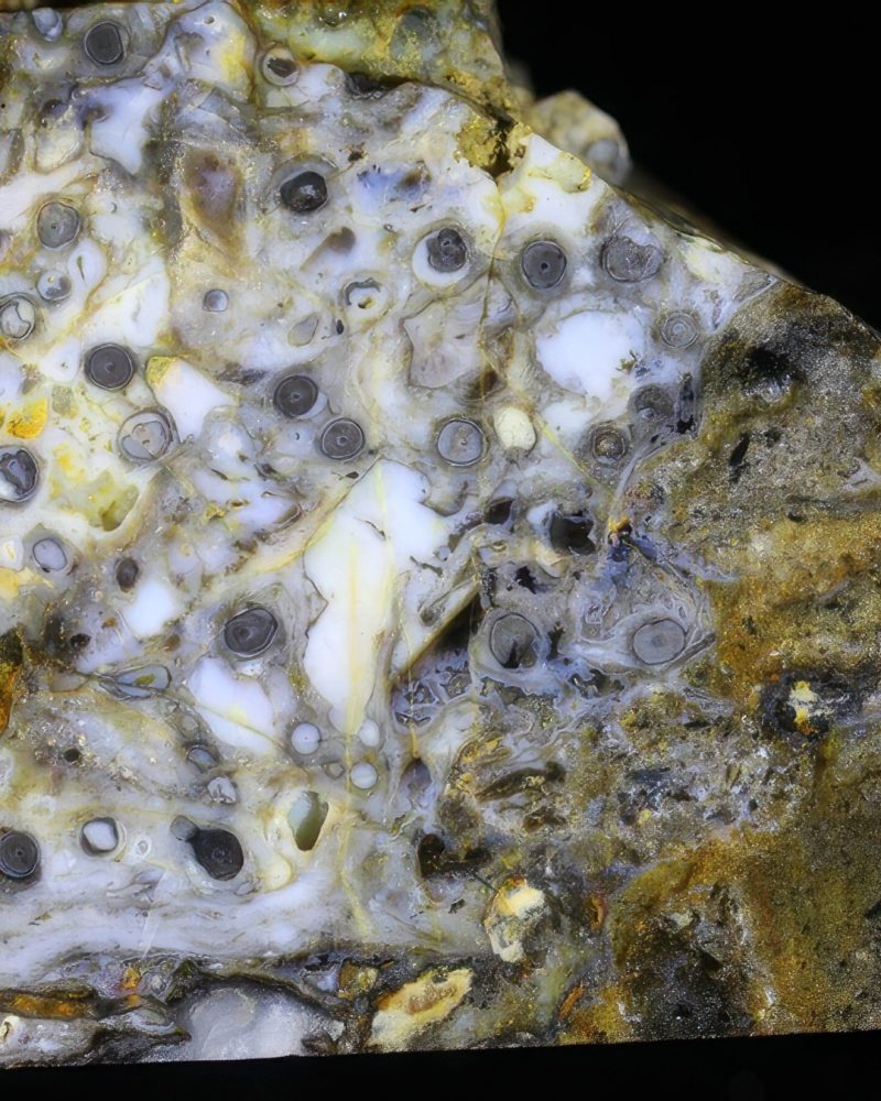 The Dawn of Life New Insights from the Rhynie chert