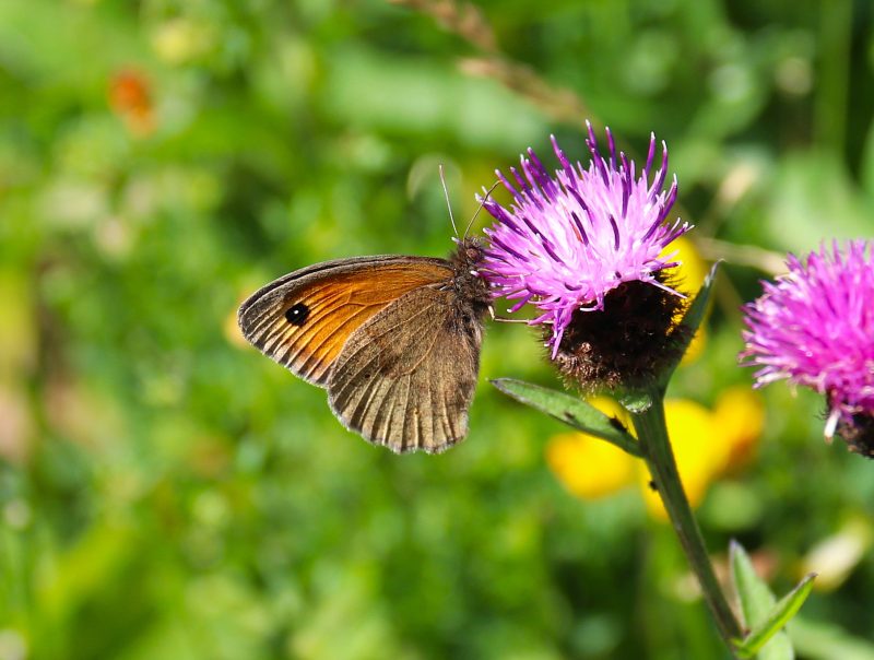 Butterfly Explorer Trail RSPB Loch Leven