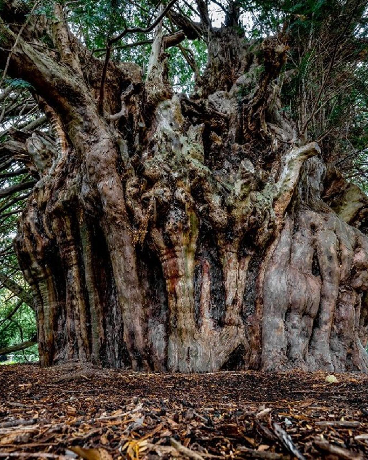 A very large round tree