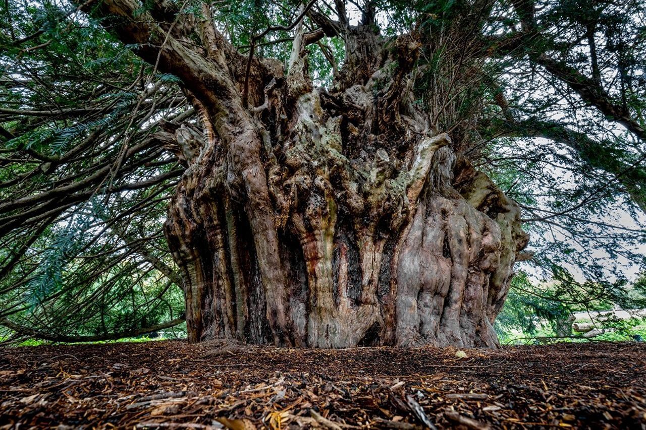 A very large round tree
